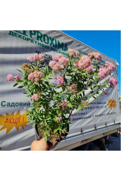 Спірея японська Широбана - 3л/вис.30-50см/Ø30-40см